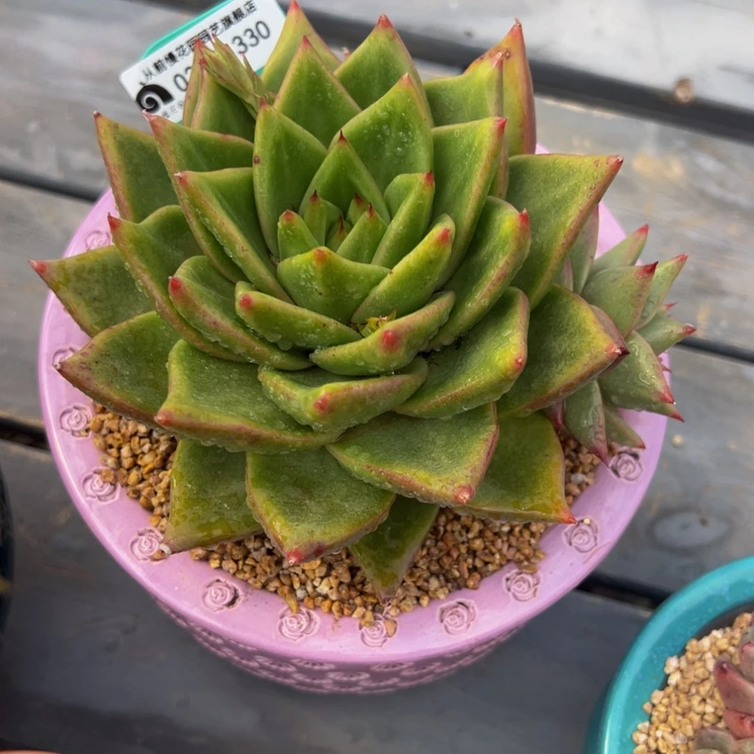 随*?从前慢多肉精选编号0225.330