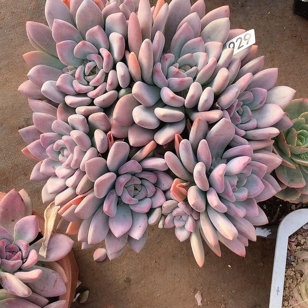 929奥普 一物一拍多肉