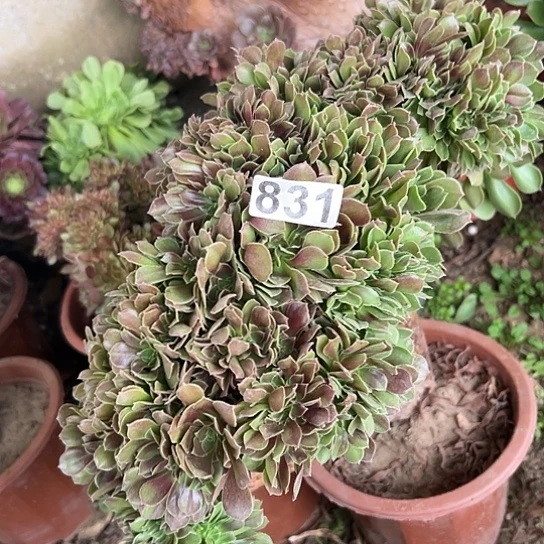 吉***矢多肉植物一个玫瑰831