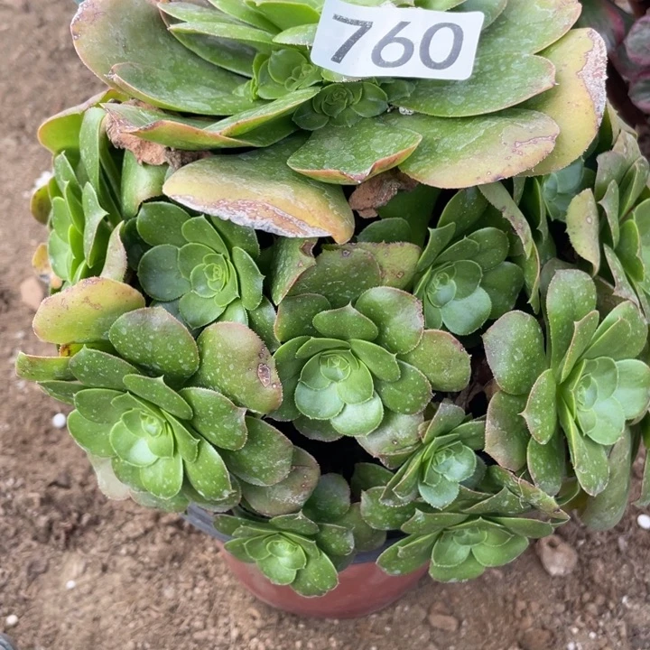 760多肉植物八尺镜