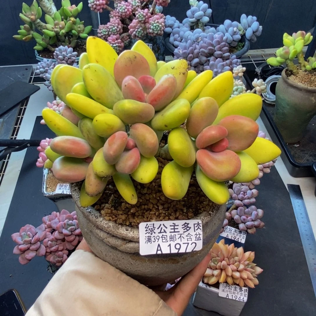 977芒果奶多肉12c m