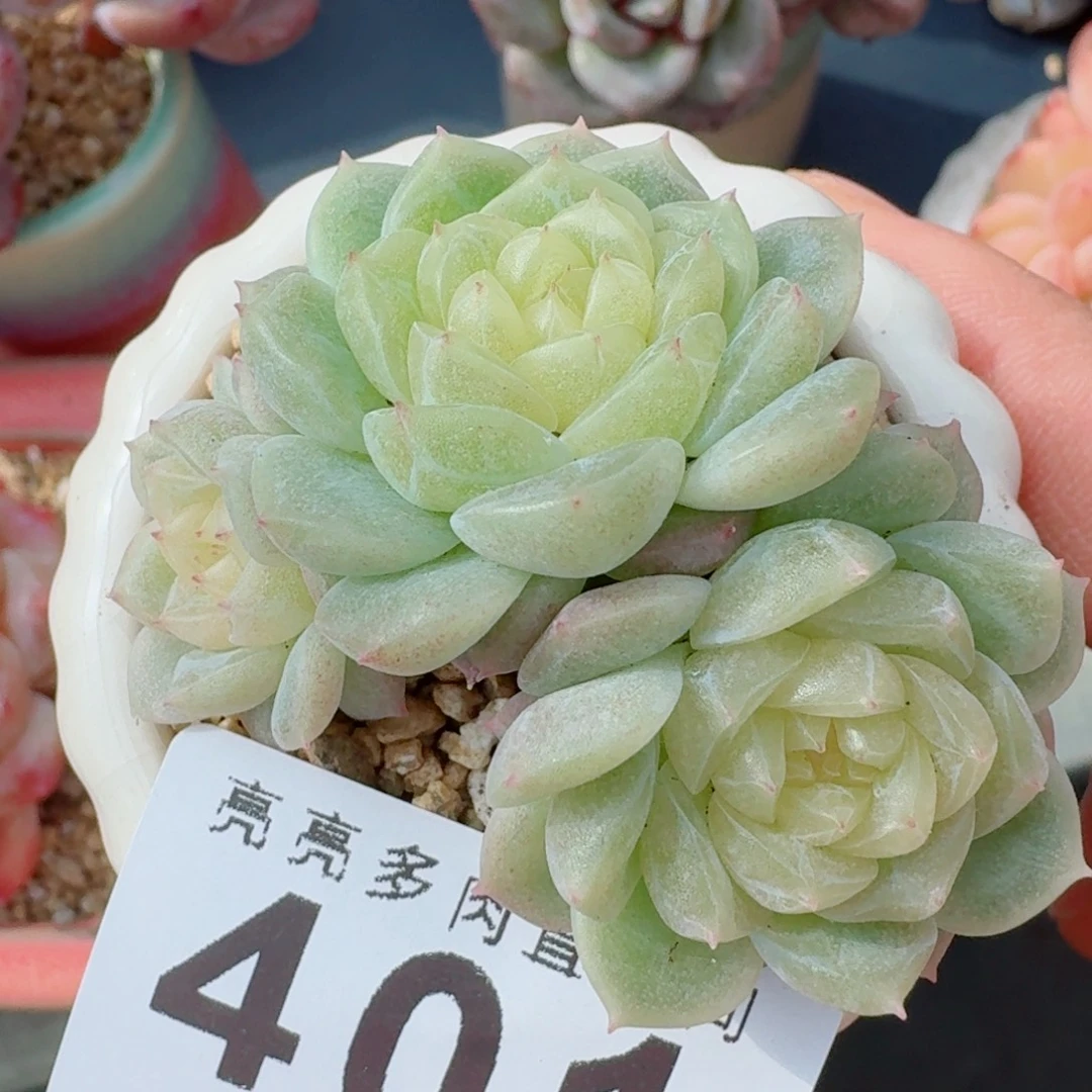 泼天财富      愿你一路坦途，乘风破浪展宏图