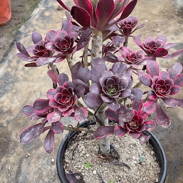 101香奈儿多肉植物法师