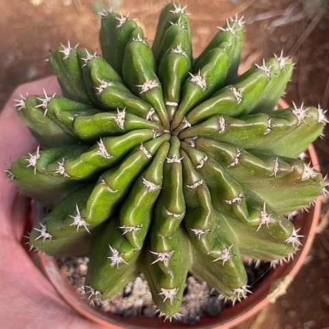 实生彩草带盆土发货