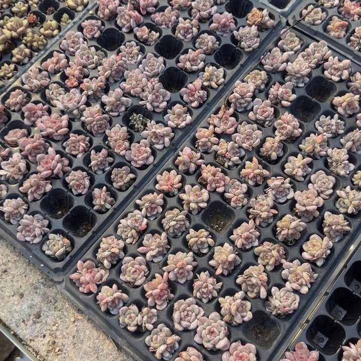 买***停果汁的一盘72颗带杆星影混合多肉