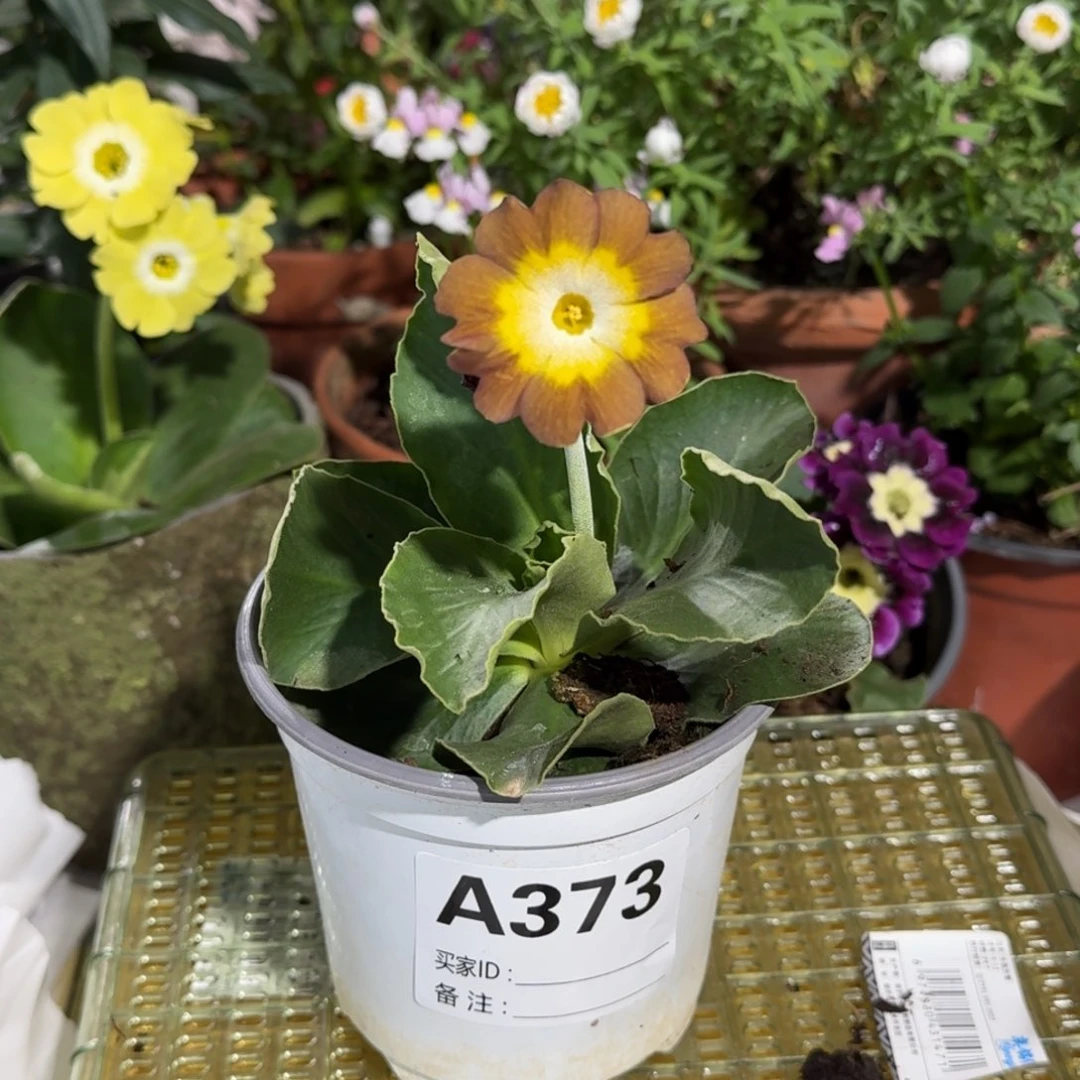 一物一拍耳叶报春A373