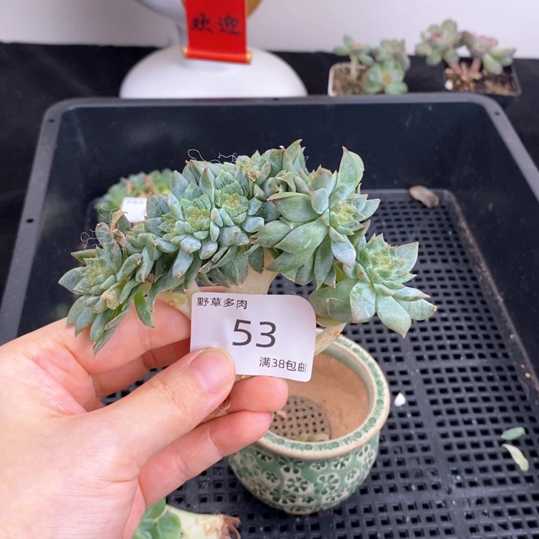 秘境冰魄树十头一颗包邮