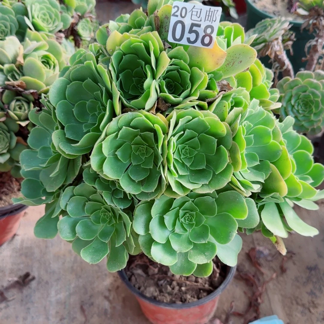 绿羊绒058满20包邮断枝不包