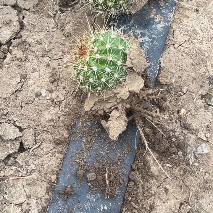 刘*姐清清颜如玉根小球3