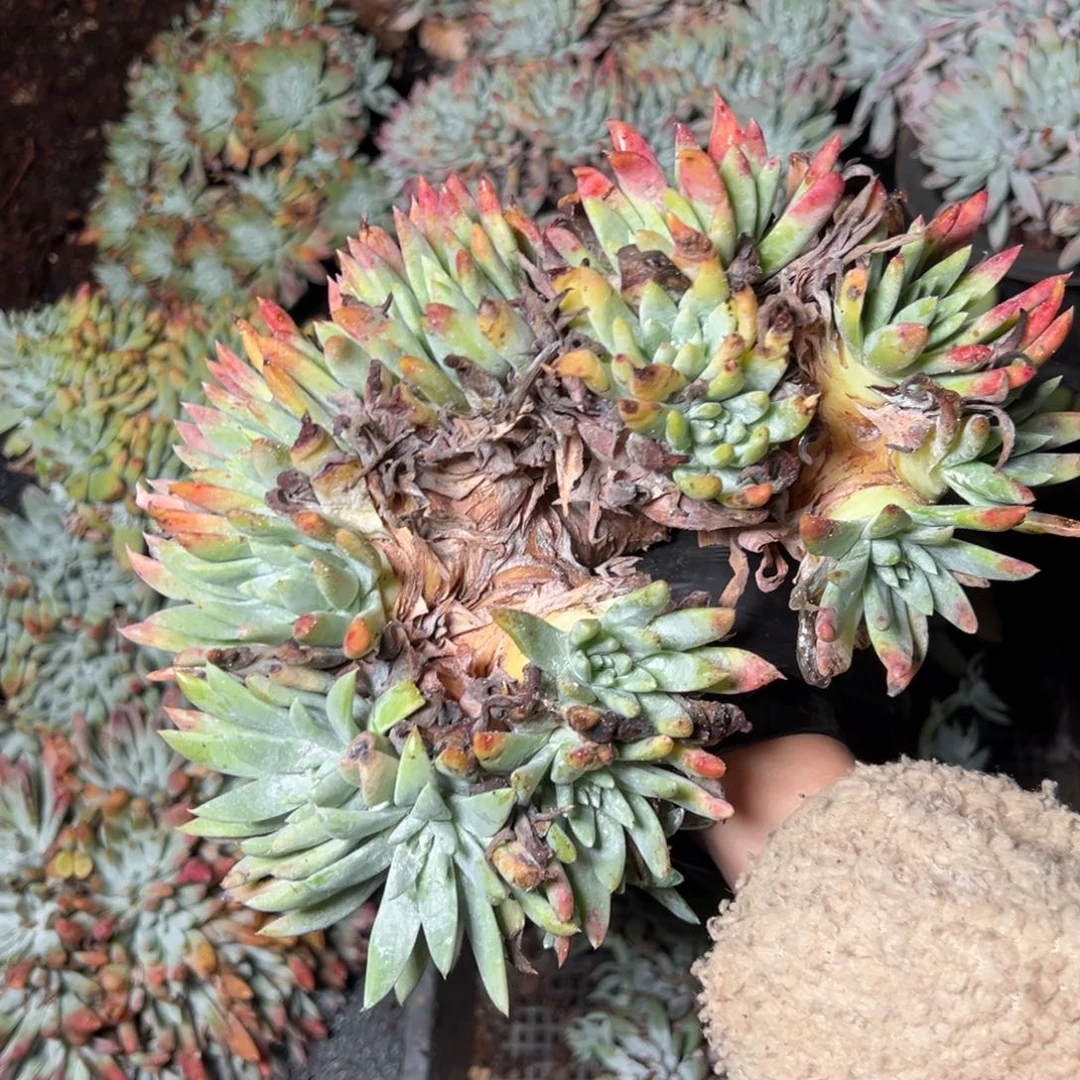4130瑕疵无售后哈哈哈哈哈哈