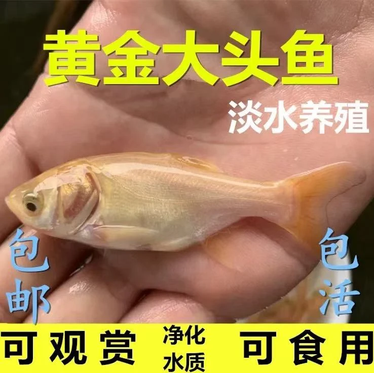 【活体】正宗金丝花鲢鱼金大头鱼苗（6-15cm）观赏鱼淡水鱼金色鲢鳙鱼