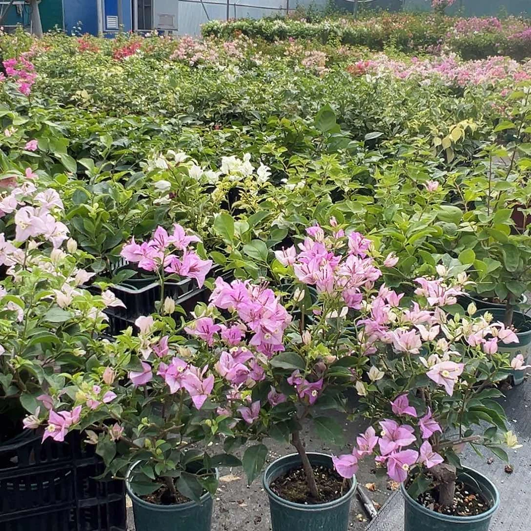 当前无花栽培后可以开花雪紫掌中宝一颗