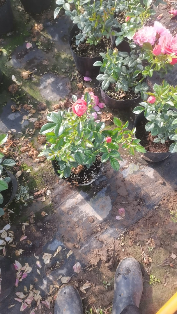 一物一拍，玫瑰老桩树苗盆栽四季可种耐寒热易活花卉浓香好养活