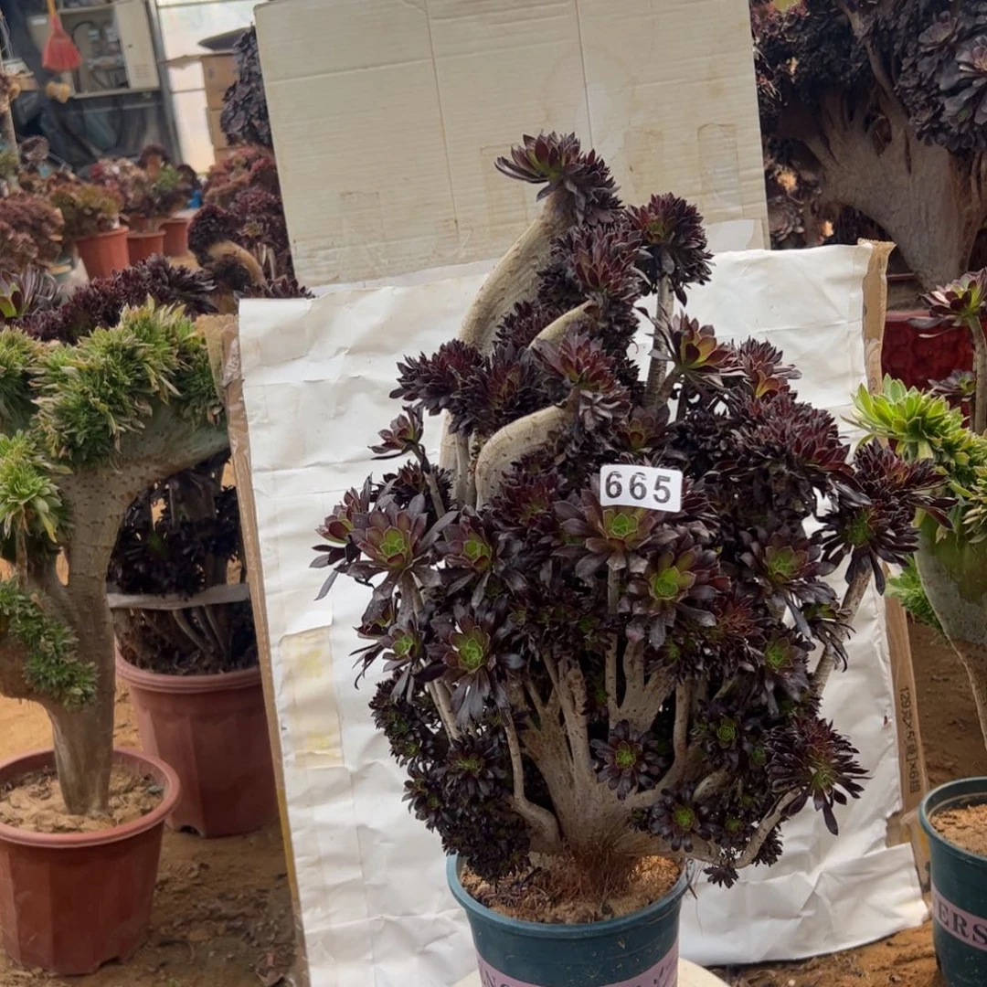 有伤胖海马665高47