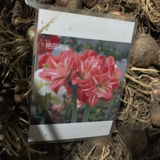 当前无花栽培后可以开花艳丽孔雀4厘米裸根球