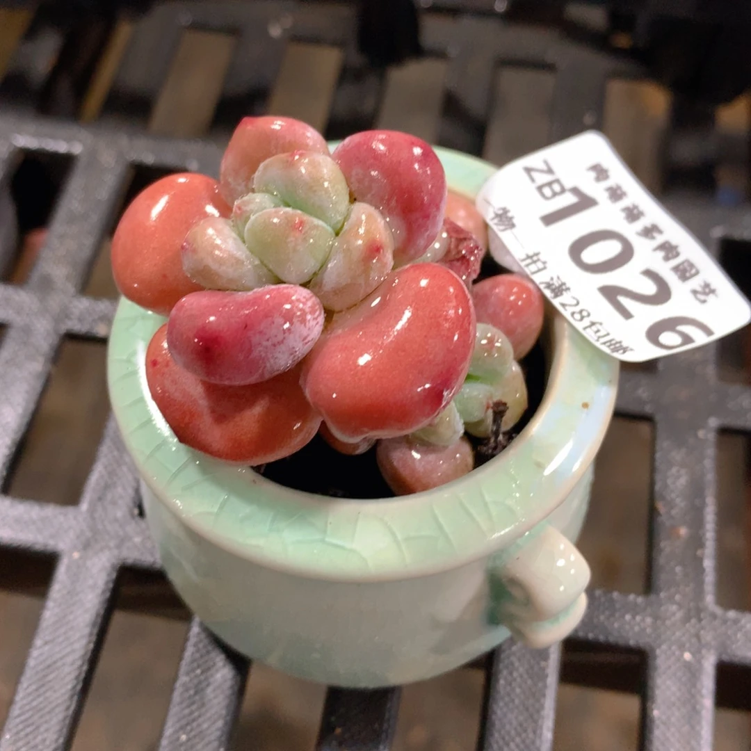 肉萌萌拇指盆精控多肉ZB1026