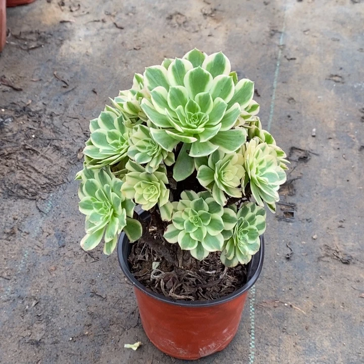 艳宁多肉植物006