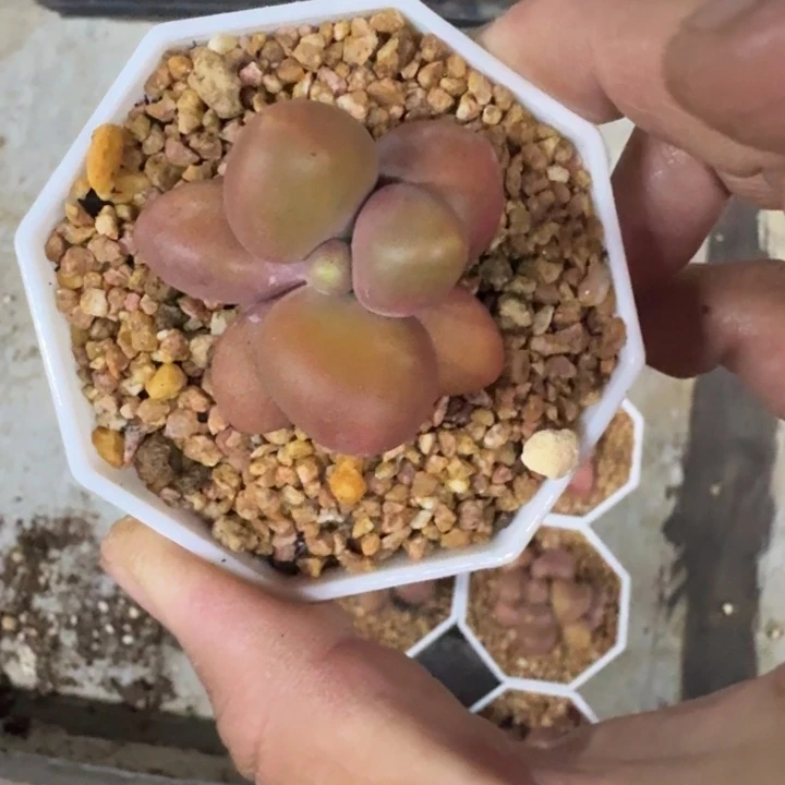 芒果奶 单头  一物一拍