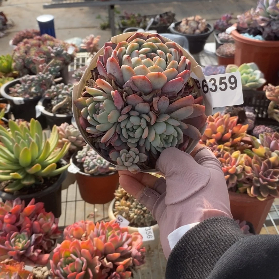 6359全明星一物一拍