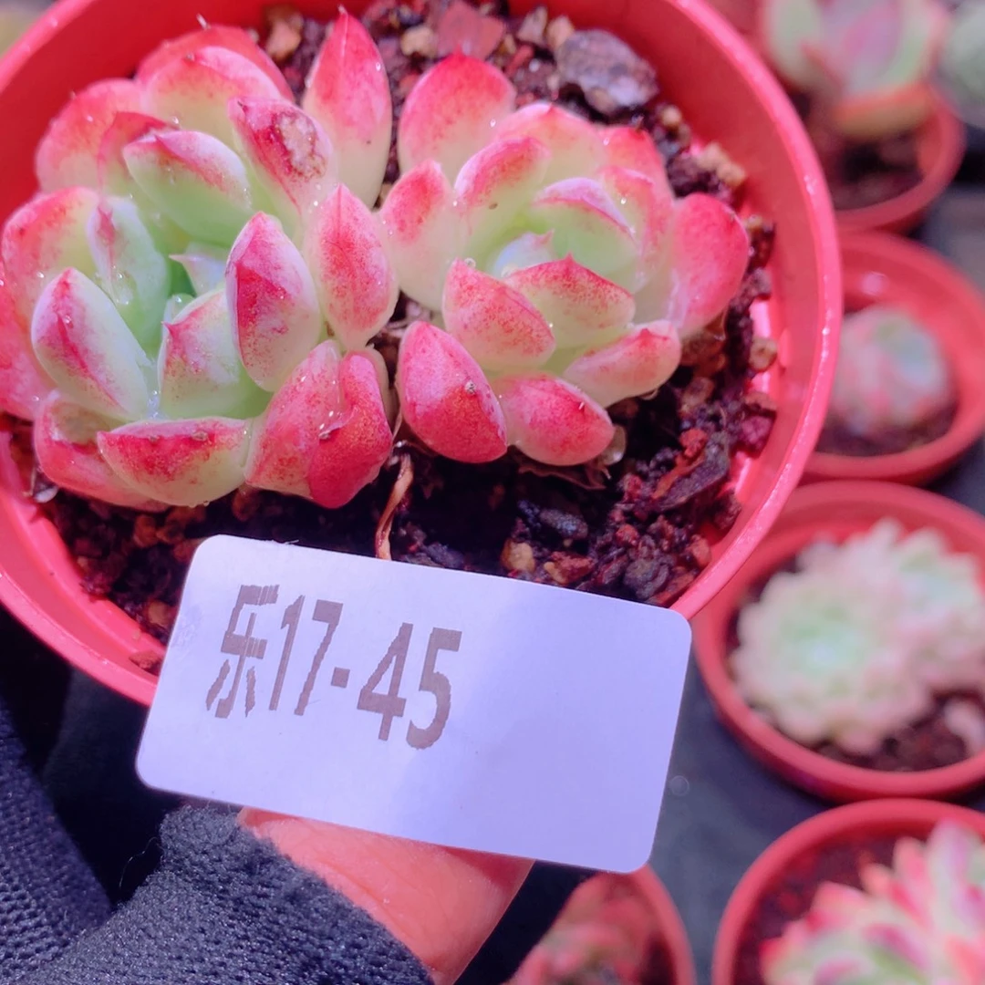 乐然17-45 彼岸花