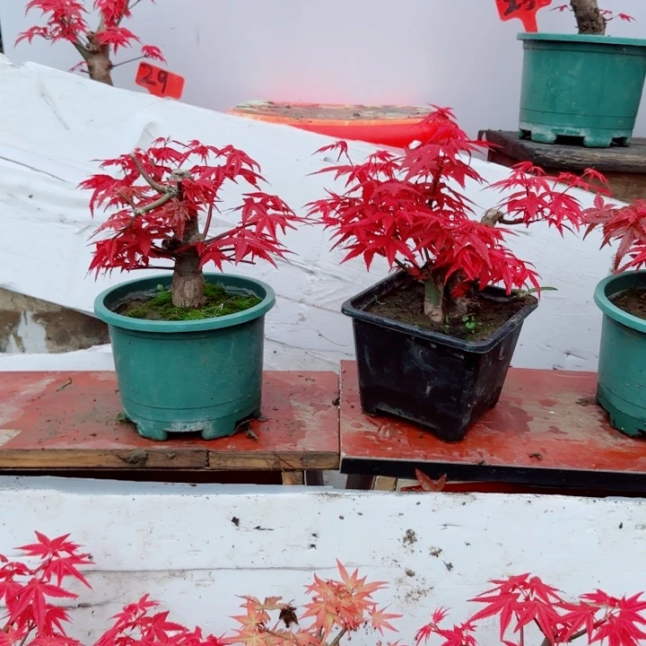 无花朵枫树出星星