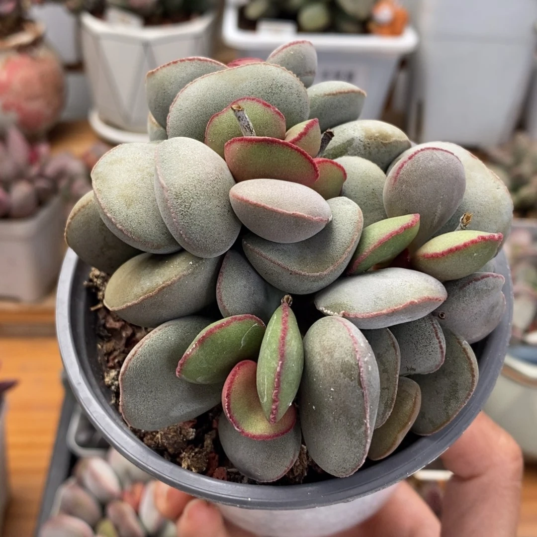 白肌红蛋多头水泡多肉植物