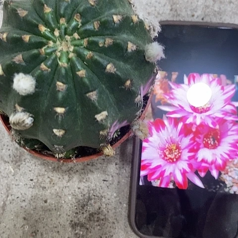 禅衣丽花，2578990