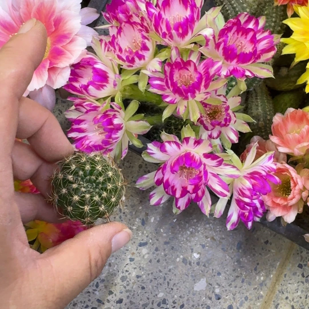 334丽花125歪无根侧牙3公分左右很小，20包邮