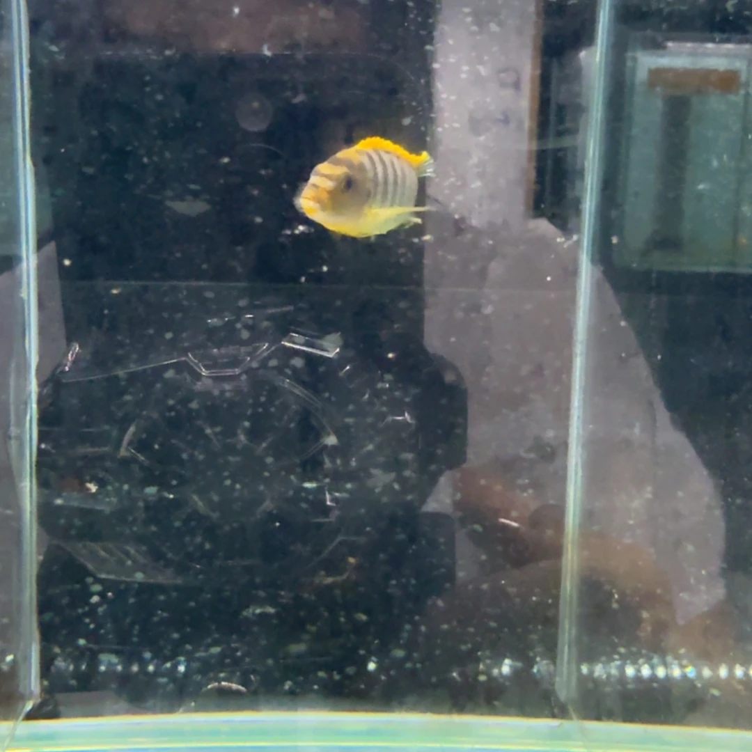 慈鲷1229红鸡0000