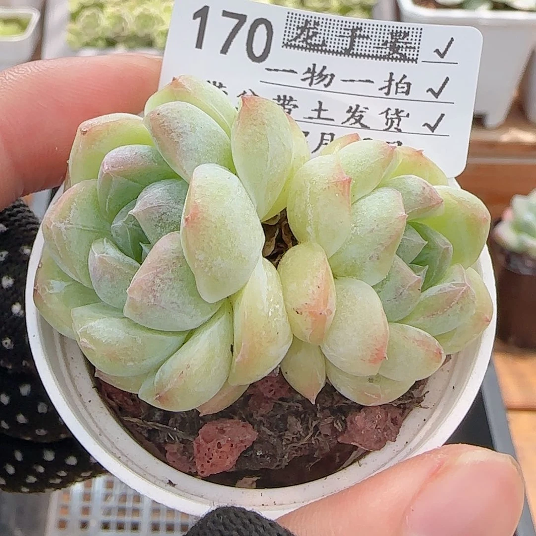 多肉0730-170白桃汽水