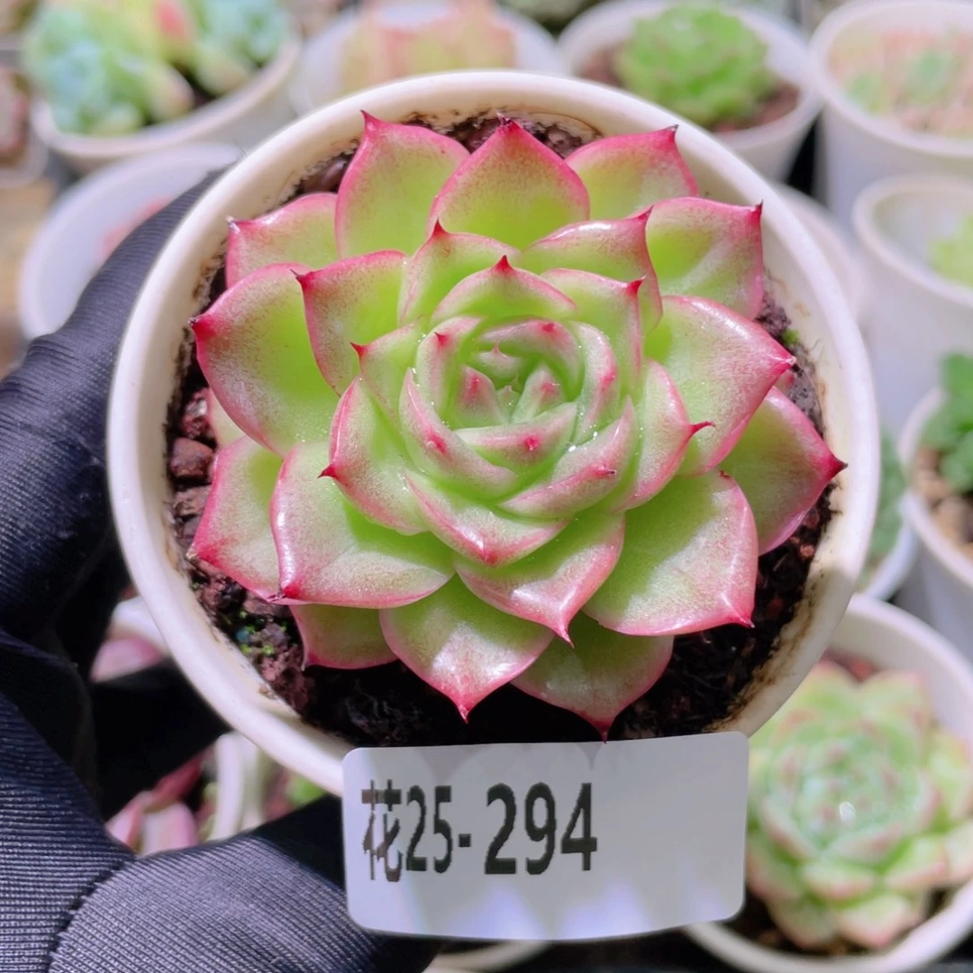 花利美25-294麦秆