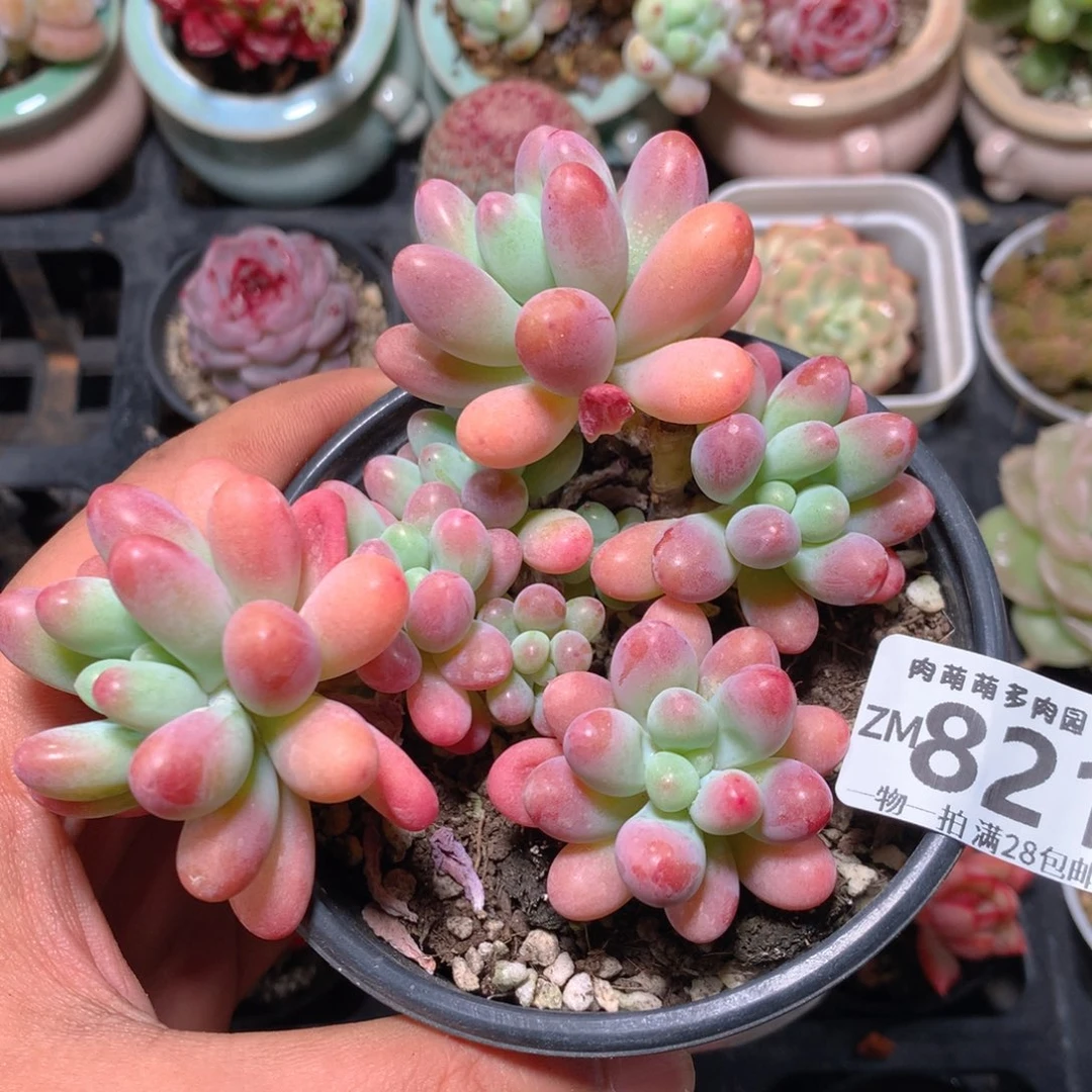 5CM拇指盆精控多肉ZM821