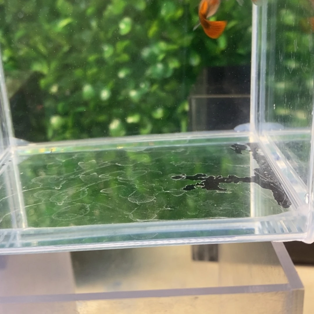 孔雀鱼圣海蓝玻璃蓝一对