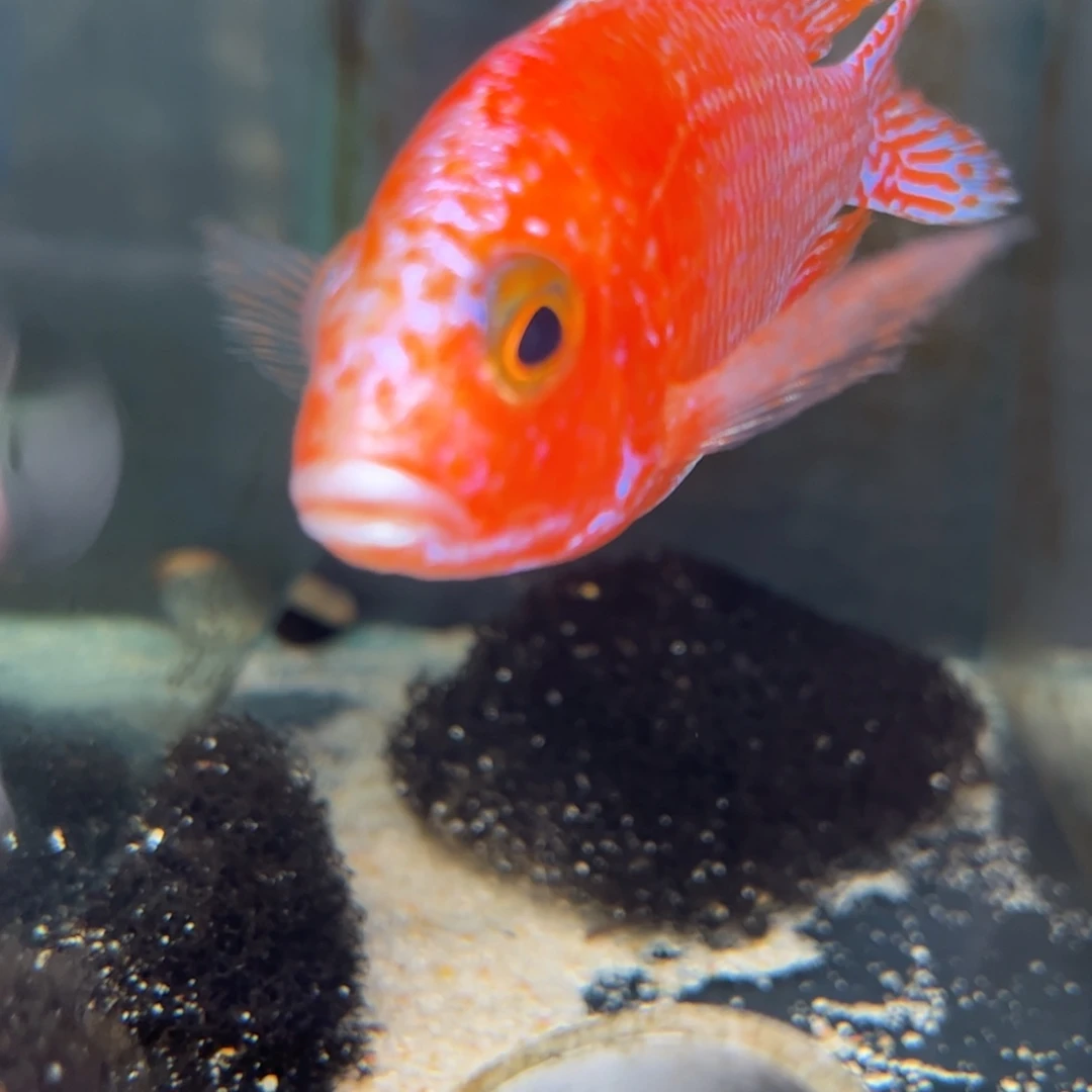 老***啊海水鱼19号龙血专拍