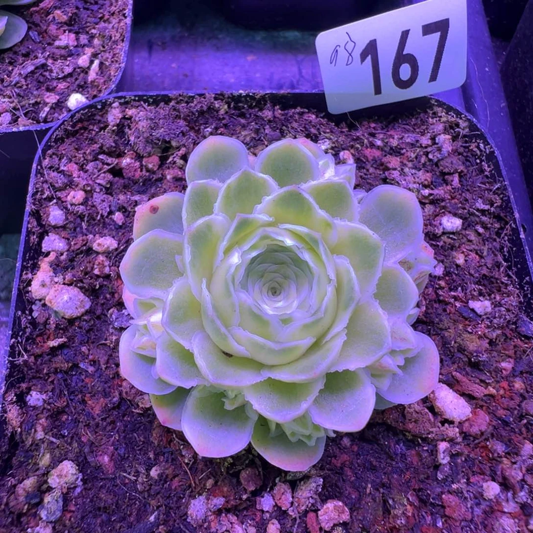 秋夕167山地玫瑰多肉