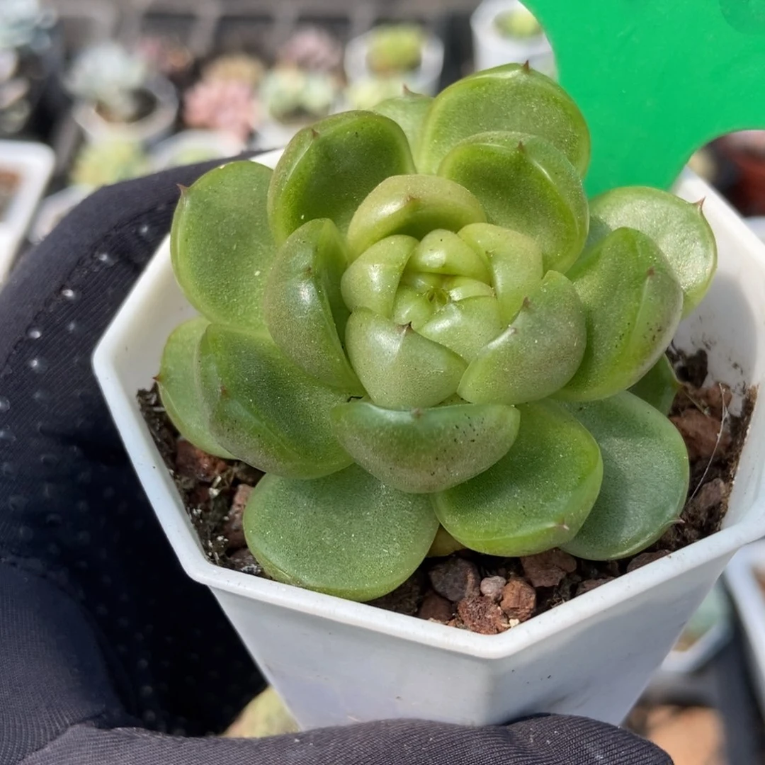 670莱拉珍妮多肉植物保护