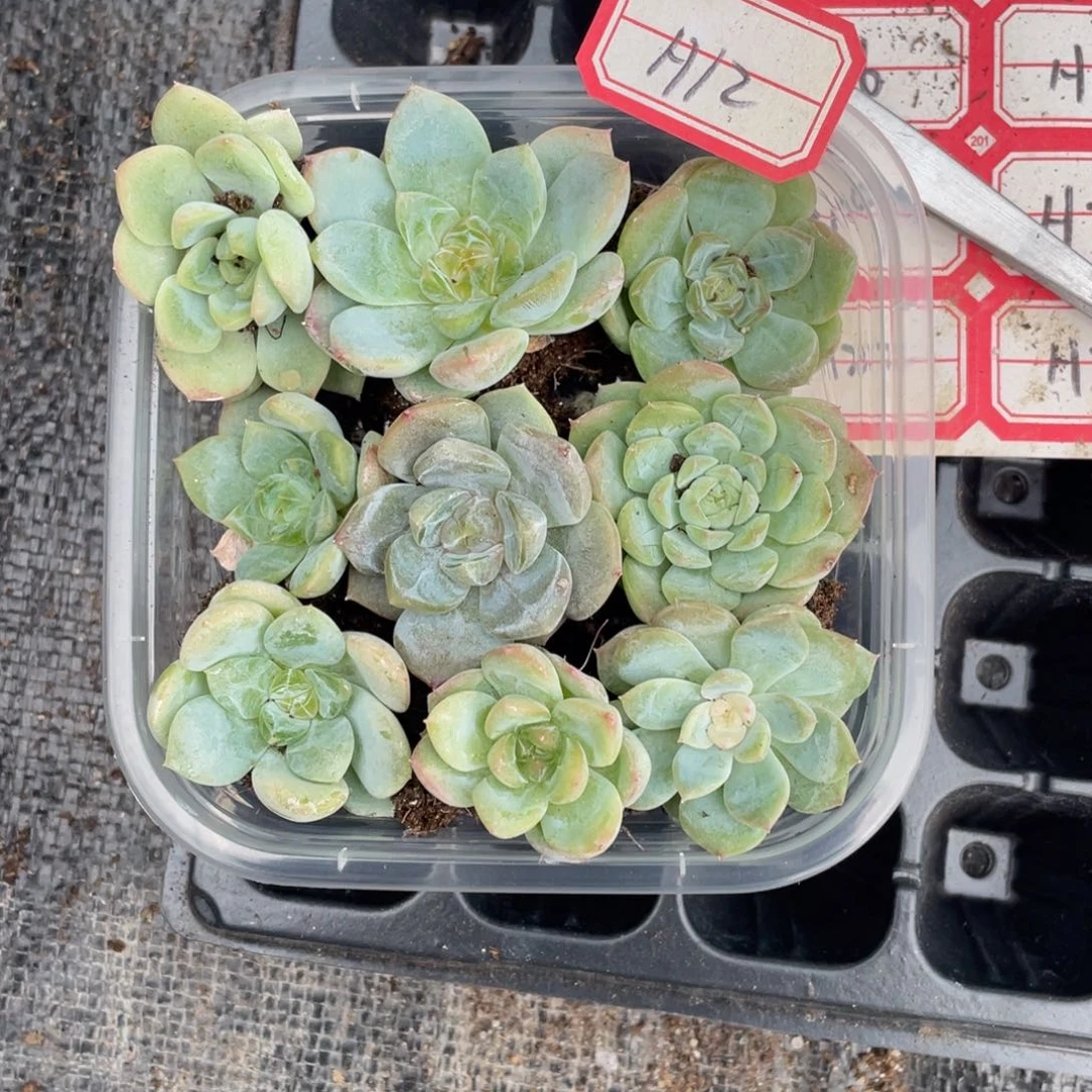幸***福h12福利切糕一份包邮
