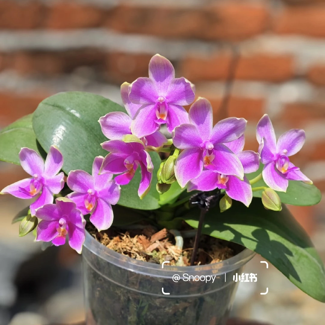 植趣花卉【香奈儿】经典原生种3.0加高苗 超香