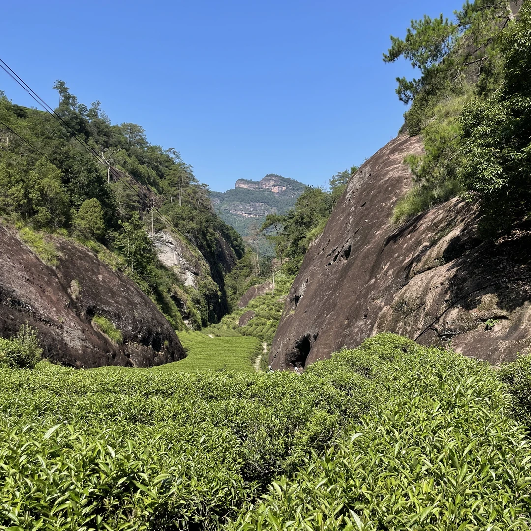【古叶天祥】（枞）老款礼盒 2泡 武夷岩茶乌龙茶