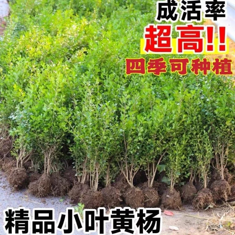 小叶雀舌黄杨盆栽四季常青耐寒耐热适合阳台庭院室内绿植