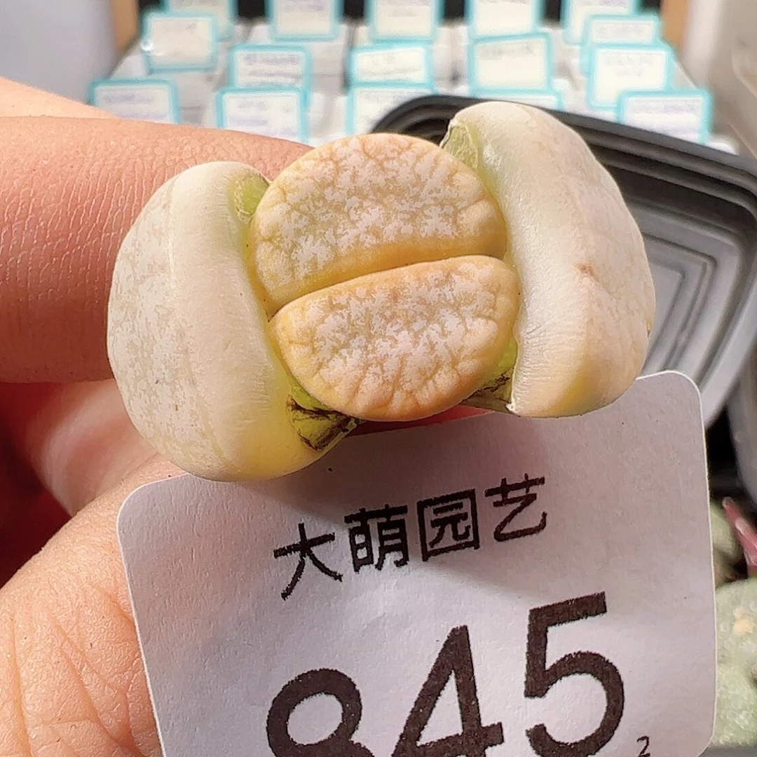 0000845 一物一拍……