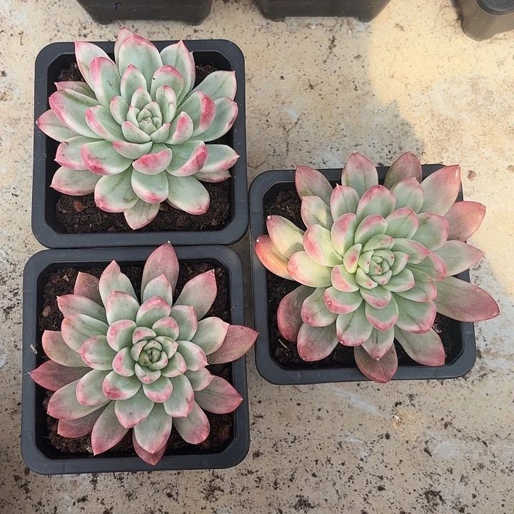 鹰嘴红锦一物一拍