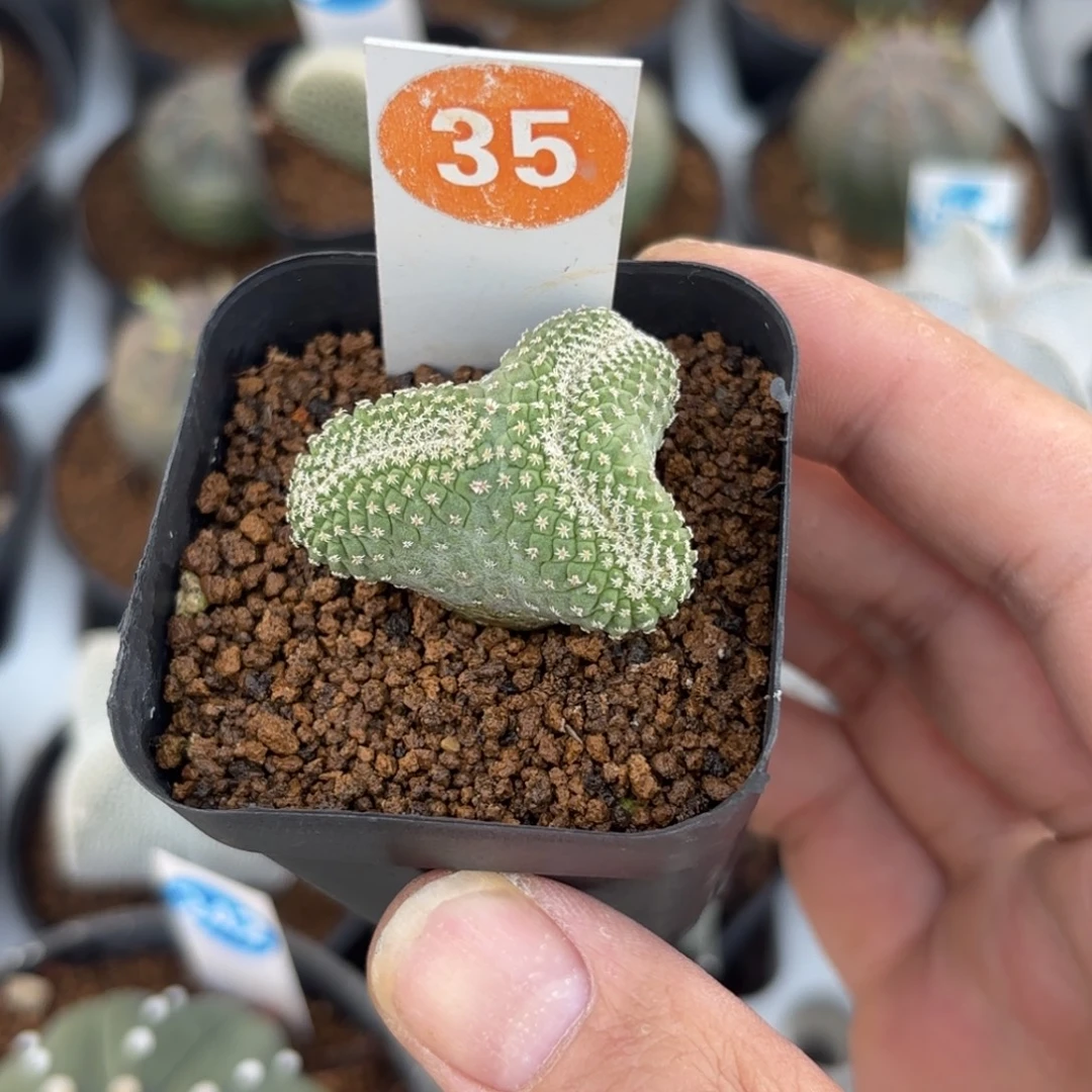 35实生菊水缀化带盆带土发货