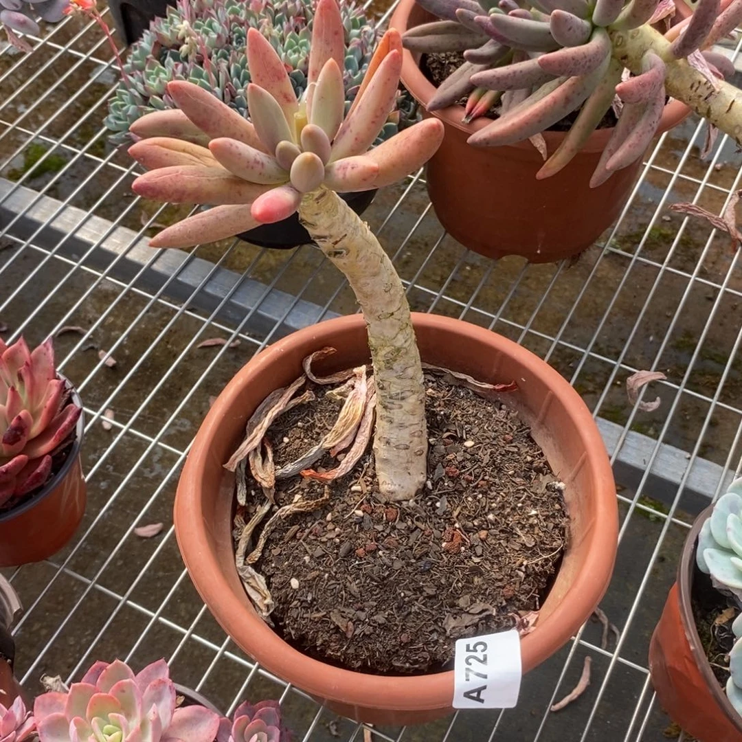 725椰子树一物一拍