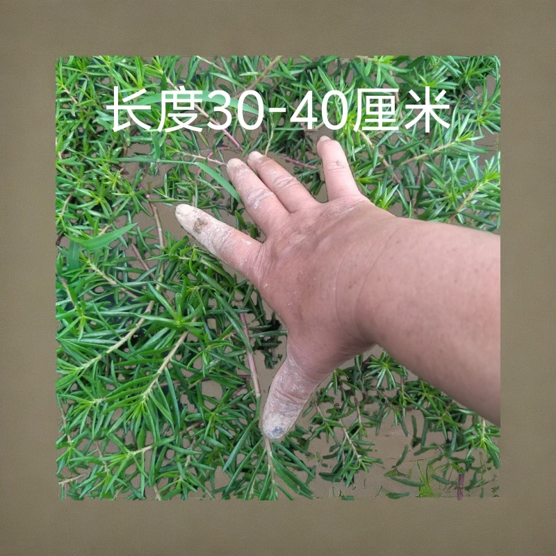 掉叶子正常介意勿拍，太阳花无根枝条不标色加粉丝送枝条10支20支