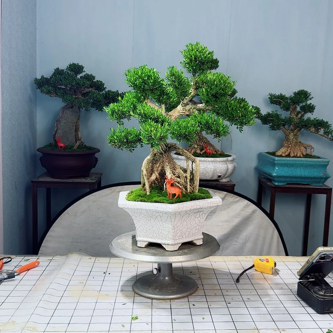 明**技广东皱皮雀舌黄杨