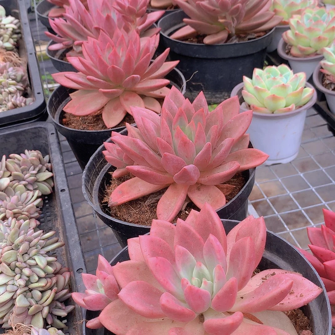 赫菲虞346788999999