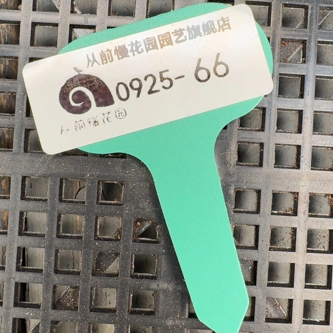 从前慢多肉精选编号0925.66