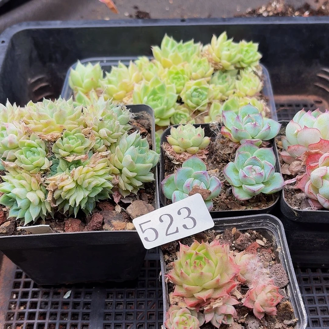 多肉植物多肉植物523