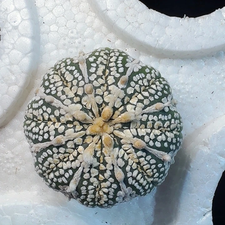 风***.直播间，风轻，兜，专拍，